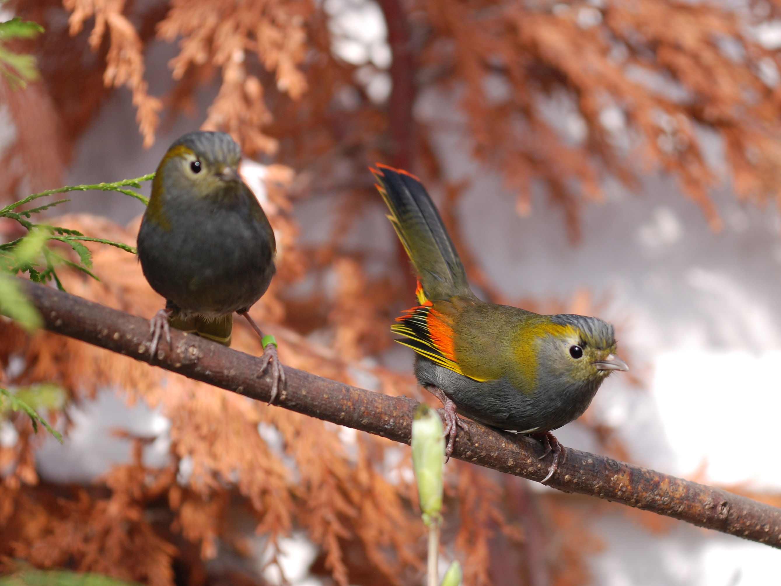 Sichuan Basin Evergreen Broadleaf Forests One Earth